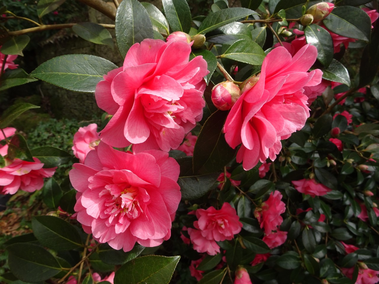 C. x williamsii 'Elegant Beauty'